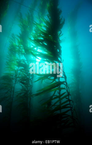 Schöne Unterwasser Kelpwald in klarem Wasser zeigt die Sonnenstrahlen durchdringen die riesigen Pflanzen. Stockfoto