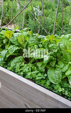 Mangold (Beta vulgaris var. cicla) in einem Hochbett Stockfoto