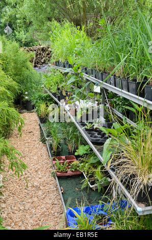 Arbeitsplatz im Garten mit Pflanzen in Blumentöpfen Stockfoto