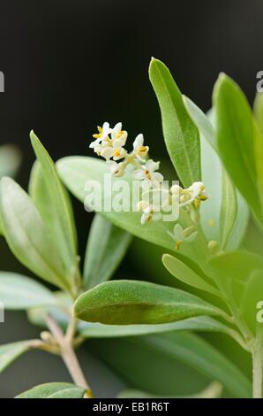 Olivenbaum (Olea europaea) Stockfoto