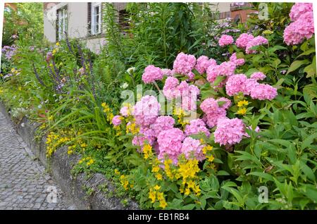 Hortensie (Hydrangea) und gepunktete Felberich (lysimachia punctata) im vorderen Garten eines Mehrfamilienhauses Stockfoto