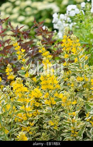 Gepunktete felberich (lysimachia punctata 'Alexander') Stockfoto