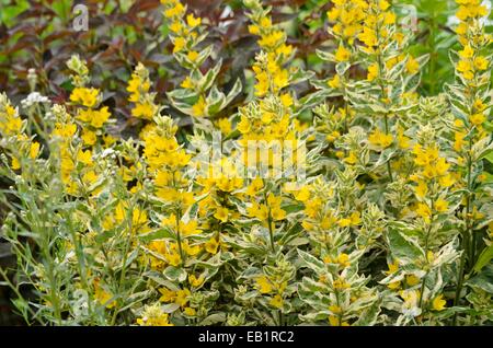 Gepunktete felberich (lysimachia punctata 'Alexander') Stockfoto