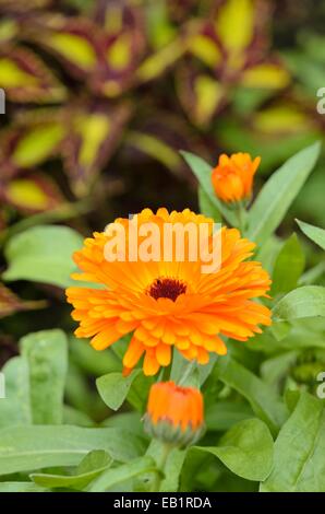 Topf Ringelblume (Calendula officinalis) Stockfoto