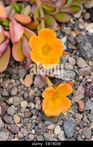 Wingpod Portulak (portulaca umbraticola) Stockfoto