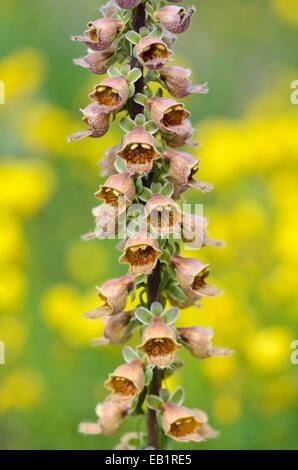 Rostige Fingerhut (Digitalis Ferruginea Subspecies Schischkinii) Stockfoto