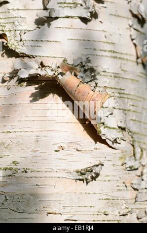 Papier Birke (Betula Papyrifera) Stockfoto