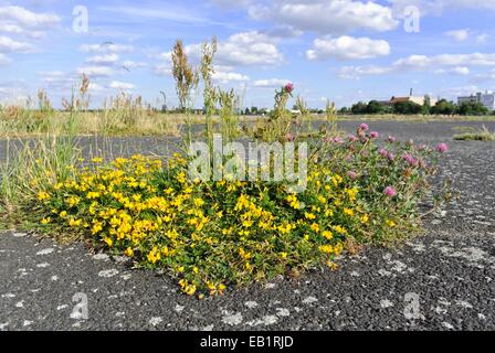 Die gemeinsamen Vogel - Fuß - Kleeblatt (Lotus corniculatus), Rotklee (Trifolium pratense) und saure Dock (rumex acetosa) am früheren Berliner Flughafen Tempelhof, Stockfoto