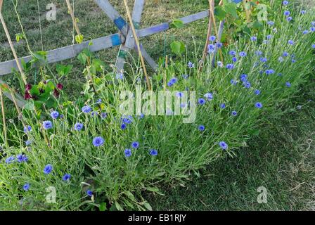 Kornblume (Centaurea cyanus) Stockfoto