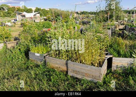 Angehobenen Betten in einem Gemeinschaftsgarten, der Tempelhofer Freiheit, Berlin, Deutschland Stockfoto