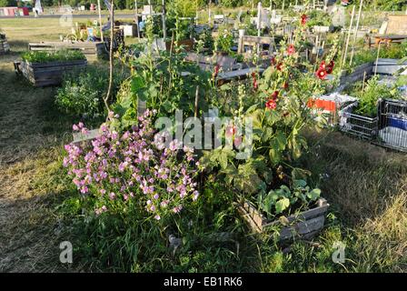 Angehobenen Betten in einem Gemeinschaftsgarten, der Tempelhofer Freiheit, Berlin, Deutschland Stockfoto