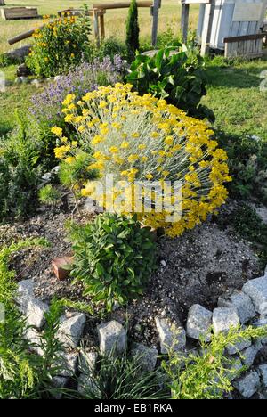 Curry (Helichrysum italicum) Stockfoto