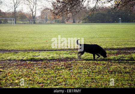 Hund am frühen Morgen Clapham Common - London - UK Stockfoto
