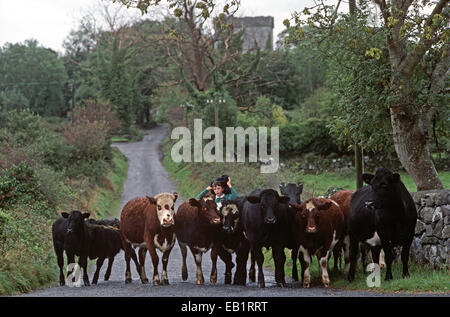 HERDE VON KÜHEN AUF STRASSE MIT THOOR BALLYLEE IM HINTERGRUND, NORMANNISCHER TURM HAUS, HAUS DER DICHTER, DRAMATIKER UND NOBEL-PREISTRÄGER VON LITERATUR, WILLIAM BUTLER YEATS VON 1921 BIS 1929, GORT, CO. GALWAY, IRLAND Stockfoto