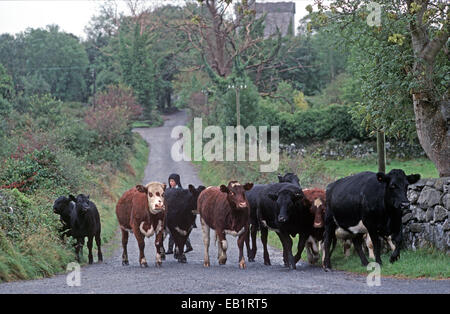 HERDE VON KÜHEN AUF STRASSE MIT THOOR BALLYLEE IM HINTERGRUND, NORMANNISCHER TURM HAUS, HAUS DER DICHTER, DRAMATIKER UND NOBEL-PREISTRÄGER VON LITERATUR, WILLIAM BUTLER YEATS VON 1921 BIS 1929, GORT, CO. GALWAY, IRLAND Stockfoto