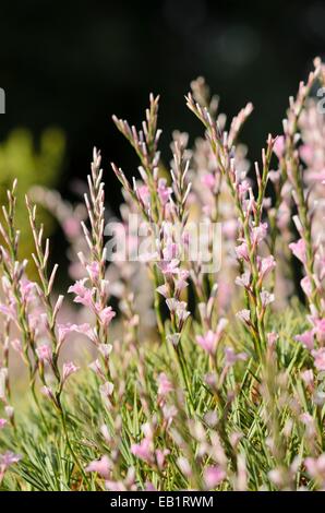 Stachelige Sparsamkeit (acantholimon acerosum) Stockfoto