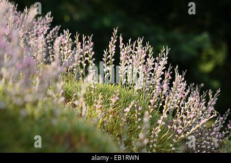 Stachelige Sparsamkeit (acantholimon acerosum) Stockfoto