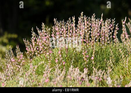 Stachelige Sparsamkeit (acantholimon acerosum) Stockfoto