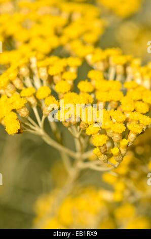 Curry (Helichrysum italicum) Stockfoto