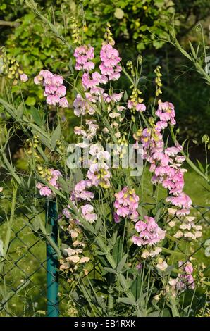 Sweet pea (Lathyrus Odoratus) an einen Gartenzaun Stockfoto