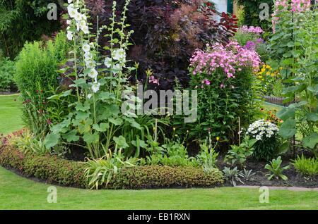 Gemeinsame Malve (Alcea rosea), eurasischen Smoke Tree (cotinus coggygria 'royal Purple') und Garten Phlox (Phlox paniculata) Stockfoto