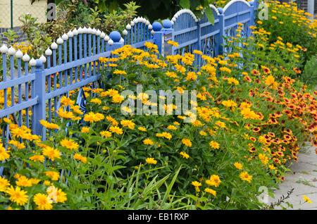 False Sunflower (heliopsis helianthoides) und große Decke Blume (Gaillardia aristata) an einem blauen Gartenzaun Stockfoto