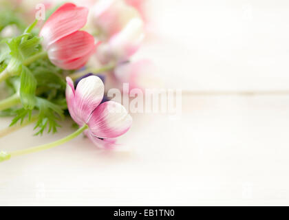 Closeup rosa weiße und rote Anemonen auf einfachen weißen hölzernen Hintergrund Stockfoto