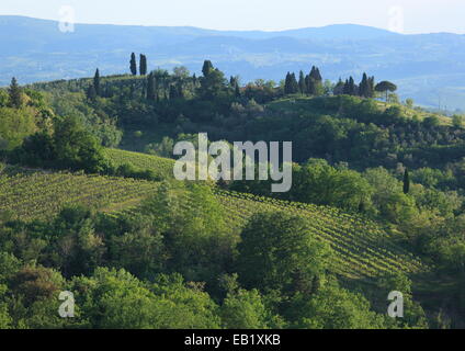 Grüne Landschaft von Hügeln und Weinbergen in der Toskana, Italien. Stockfoto