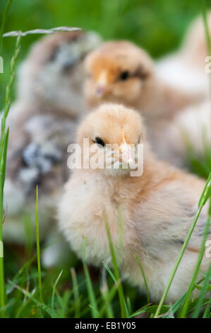 Tag alten Geflügel-Küken draußen auf dem Rasen. Stockfoto