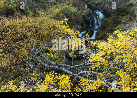 Aspen (Populus Tremula) im Herbst Blatt neben Bach, Schottland Stockfoto