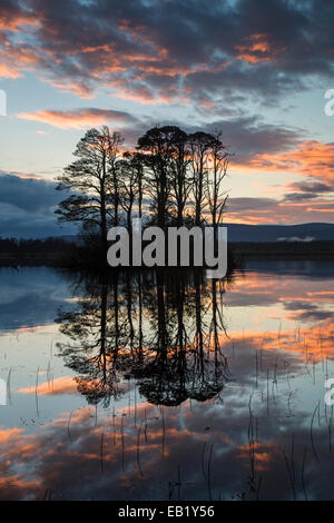 Insel der Pinien spiegelt sich im See bei Sonnenuntergang, Cairngorms National Park, Schottland Stockfoto