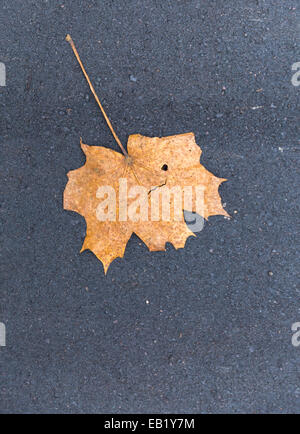 Gelbe Ahornblatt legt auf dunklem Asphaltstraße. Stockfoto