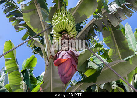 Bananenplantage auf La Palma, Kanaren Spanien Stockfoto