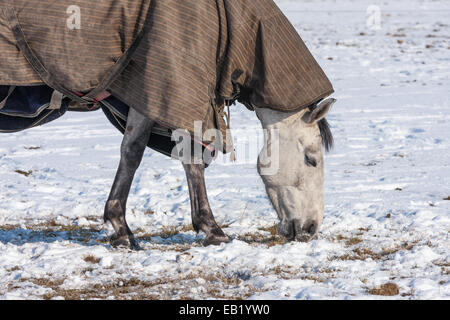 Pferd mit Decke auf einer verschneiten Weide grasen Stockfoto