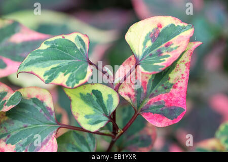 Schöne bunte Blätter von Houttuynia Cordata Chamäleon Stockfoto