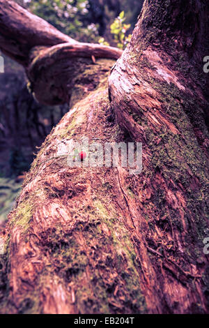 Lorbeerbaum im auch Wald auf der Insel Madeira, Portugal Stockfoto