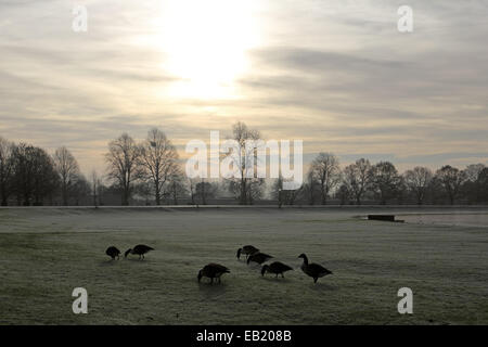 Bushy Park, SW-London, England, UK. 24. November 2014. Gänse Aegaeischen neben Diana Pond in Bushy Park an einem nebligen und frostigen Morgen im Südosten Englands. Bildnachweis: Julia Gavin UK/Alamy Live-Nachrichten Stockfoto