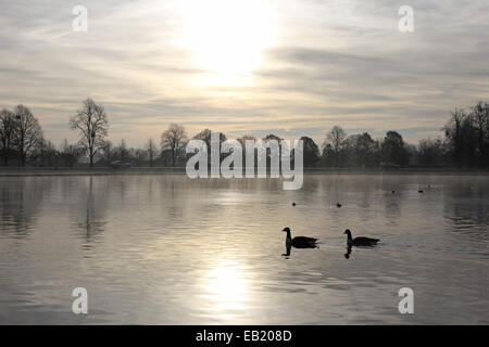 Bushy Park, SW-London, England, UK. 24. November 2014. Gänse schwimmen über die Diana Pond in Bushy Park an einem nebligen und frostigen Morgen im Südosten Englands. Bildnachweis: Julia Gavin UK/Alamy Live-Nachrichten Stockfoto