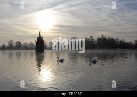 Bushy Park, SW-London, England, UK. 24. November 2014. Zwei Schwäne schwimmen über die Diana Pond in Bushy Park an einem nebligen und frostigen Morgen im Südosten Englands. Bildnachweis: Julia Gavin UK/Alamy Live-Nachrichten Stockfoto