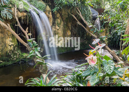 Schöner Wasserfall mit Flamingo Blumen im tropischen Garten Stockfoto