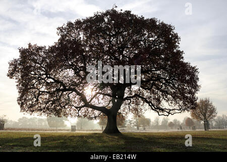 Bushy Park, SW-London, England, UK. 24. November 2014. Eine prächtige Eiche Silhouette gegen einen milchigen Himmel an einem nebligen und frostigen Morgen in Bushy Park im Süden von London. Bildnachweis: Julia Gavin UK/Alamy Live-Nachrichten Stockfoto