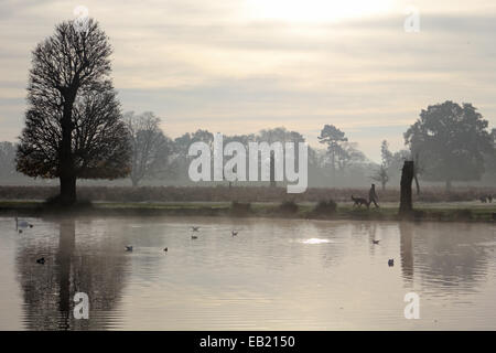 Bushy Park, SW-London, England, UK. 24. November 2014. Eine Dogwalker übergibt die ruhigen Gewässern des Bootfahren Teich an einem nebligen und frostigen Morgen Bushy Park im Süden von London. Bildnachweis: Julia Gavin UK/Alamy Live-Nachrichten Stockfoto