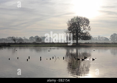 Bushy Park, SW-London, England, UK. 24. November 2014. Ein Hintergrundbeleuchtung Baum spiegelt sich in den ruhigen Gewässern des Teiches Reiher an einem nebligen und frostigen Morgen in Bushy Park in South West London. Bildnachweis: Julia Gavin UK/Alamy Live-Nachrichten Stockfoto