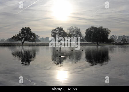 Bushy Park, SW-London, England, UK. 24. November 2014. Bäume spiegelt sich in den ruhigen Gewässern des Teiches Reiher an einem nebligen und frostigen Morgen in Bushy Park im Süden von London. Bildnachweis: Julia Gavin UK/Alamy Live-Nachrichten Stockfoto