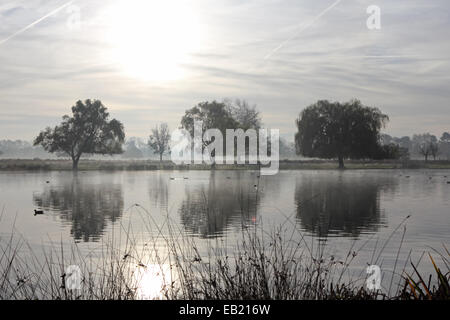 Bushy Park, SW-London, England, UK. 24. November 2014. Bäume spiegelt sich in den ruhigen Gewässern des Teiches Reiher an einem nebligen und frostigen Morgen in Bushy Park im Süden von London. Bildnachweis: Julia Gavin UK/Alamy Live-Nachrichten Stockfoto