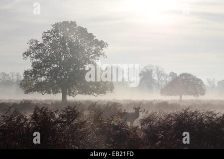 Bushy Park, SW-London, England, UK. 24. November 2014. Ein Damhirsch Hirsch steht Warnung in der Adlerfarn an einem nebligen und frostigen Morgen in Bushy Park im Süden von London. Bildnachweis: Julia Gavin UK/Alamy Live-Nachrichten Stockfoto