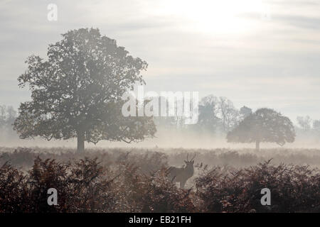 Bushy Park, SW-London, England, UK. 24. November 2014. Ein Damhirsch Hirsch steht Warnung in der Adlerfarn an einem nebligen und frostigen Morgen in Bushy Park im Süden von London. Bildnachweis: Julia Gavin UK/Alamy Live-Nachrichten Stockfoto