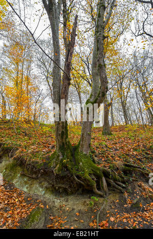 Im Herbst. Wald in den Bergen. Stockfoto