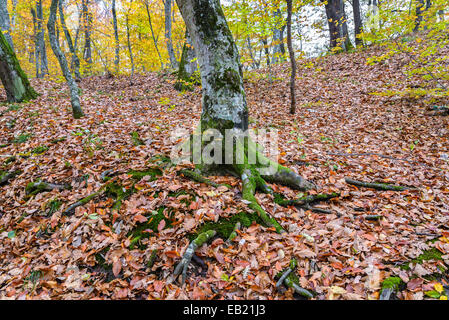 Das Moos auf den Wurzeln eines Baumes Stockfoto