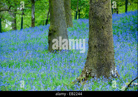 Glockenblumen (Hycinthoides non-Scripta) in voller Blüte in einem Wald, Cumbria, UK Stockfoto